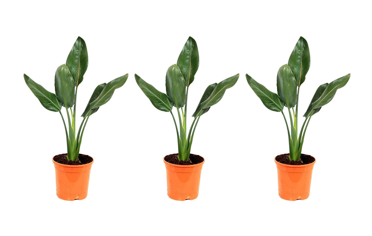 Set van 3 Strelitzia Reginae Paradijsvogelbloemen (25 - 38 cm)