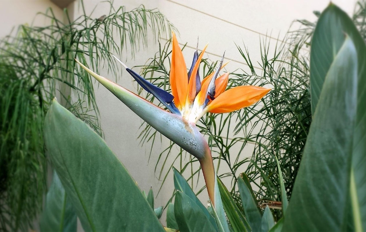 Set van 3 Strelitzia Reginae Paradijsvogelbloemen (25 - 38 cm)