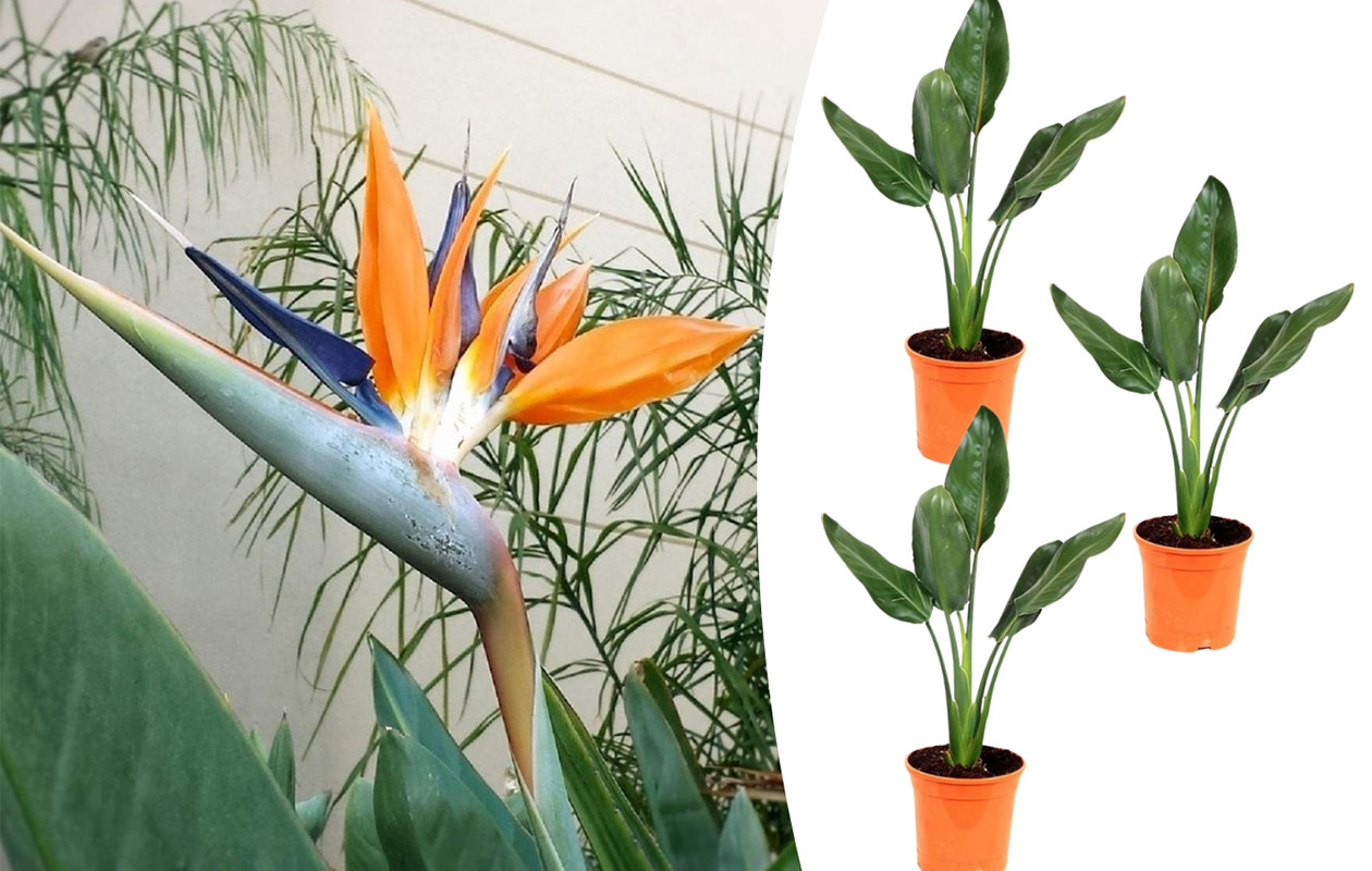 Set van 3 Strelitzia Reginae Paradijsvogelbloemen (25 - 38 cm)