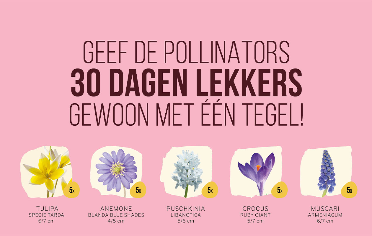 Een vrolijk tegeltuintje met 25 bloembollen