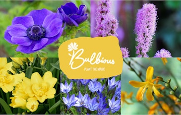 Een vrolijk tegeltuintje met 25 bloembollen