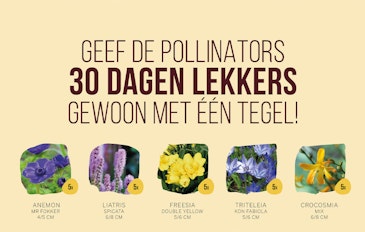 Een vrolijk tegeltuintje met 25 bloembollen