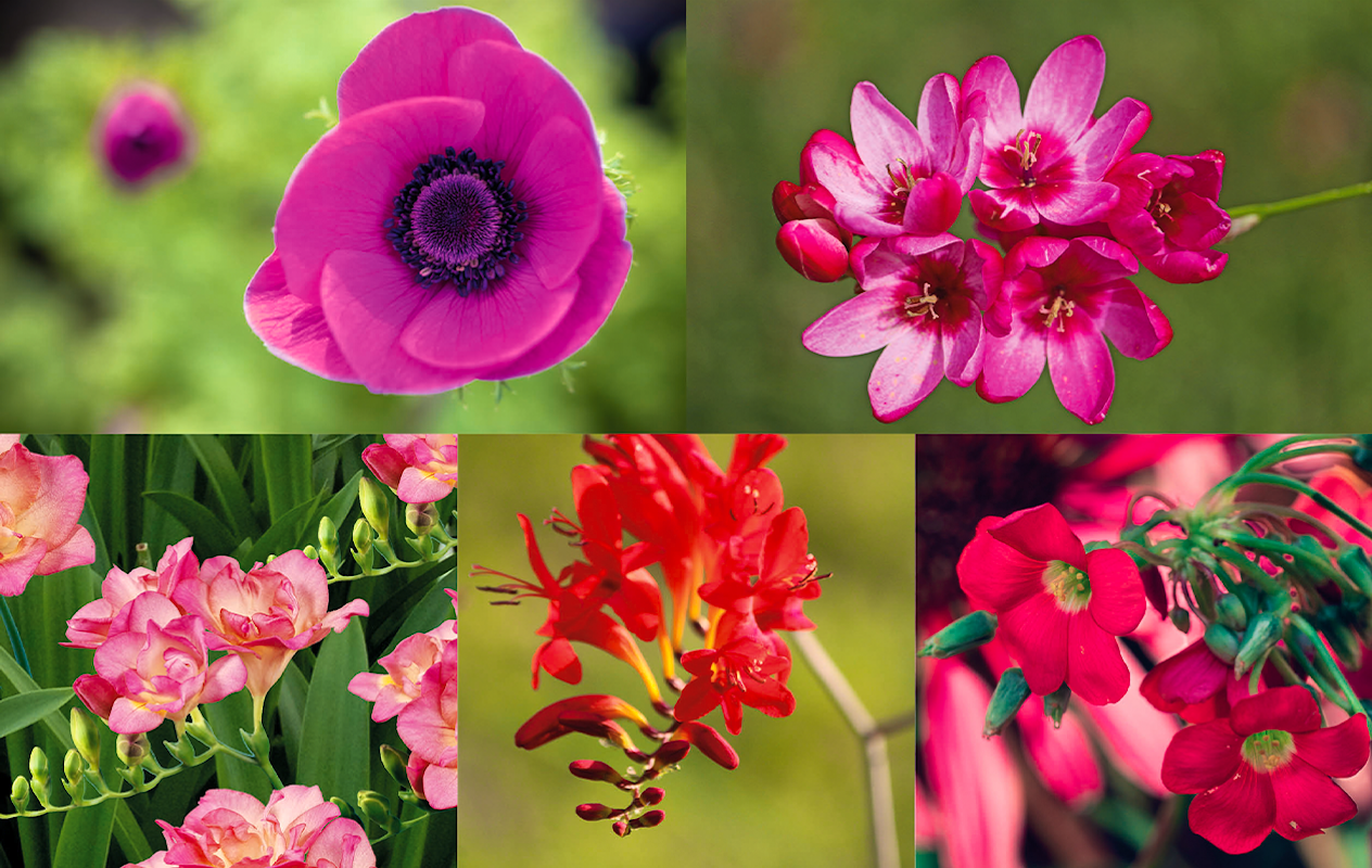 Een vrolijk tegeltuintje met 25 bloembollen