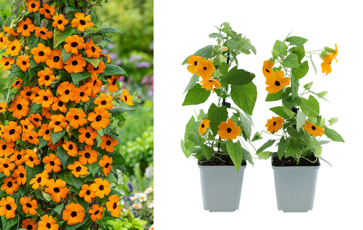 WK-deal: 2x Oranje Suzanne-met-de-mooie-ogen planten van 30-38 cm
