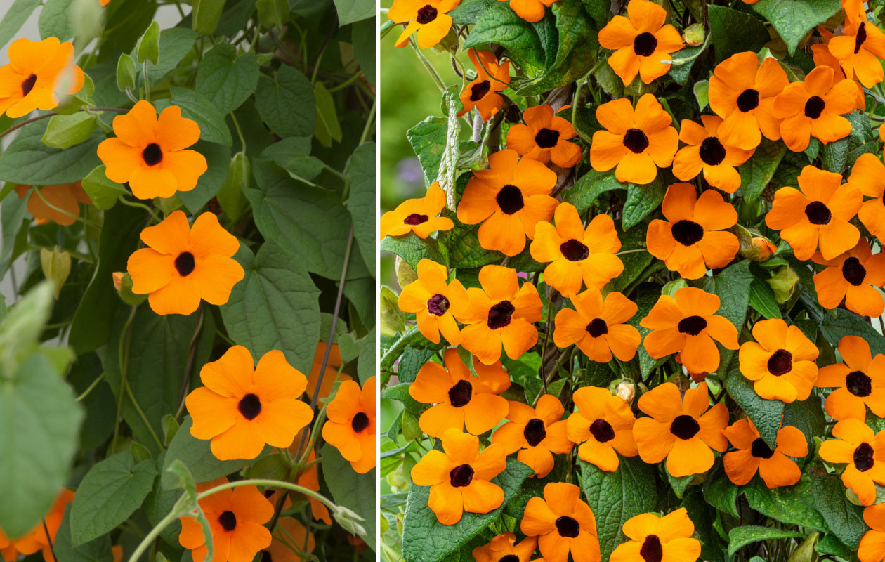 WK-deal: 2x Oranje Suzanne-met-de-mooie-ogen planten van 30-38 cm