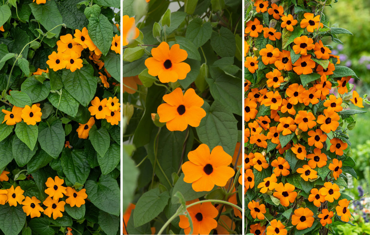 WK-deal: 2x Oranje Suzanne-met-de-mooie-ogen planten van 30-38 cm