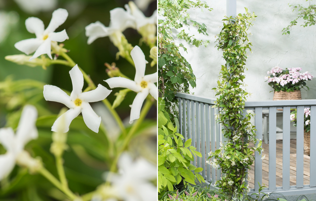 Jasmin de Toscane - 2 plantes