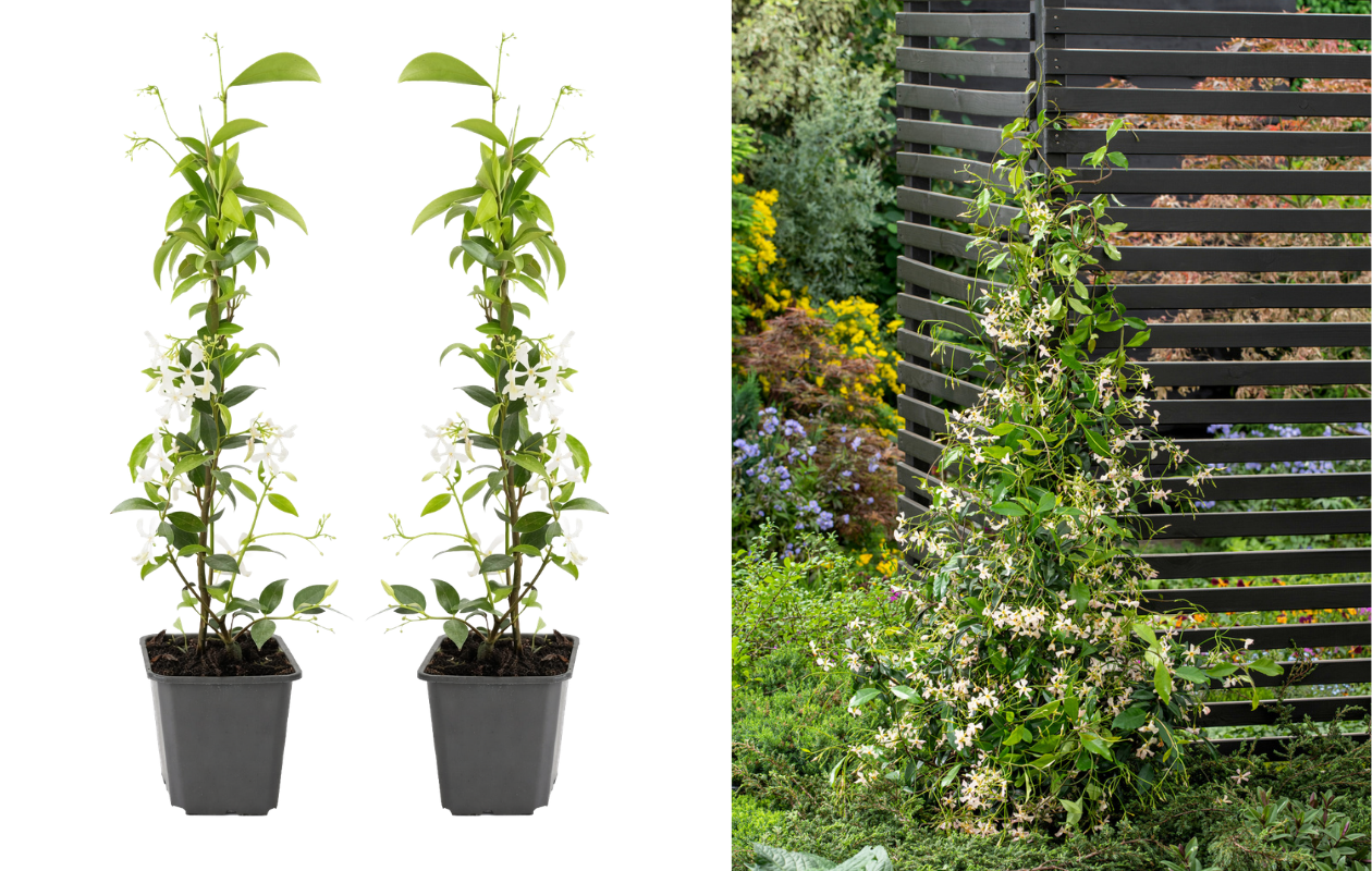 Jasmin de Toscane - 2 plantes