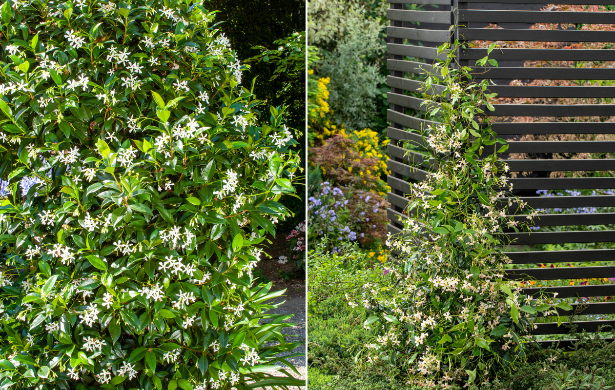 Jasmin de Toscane - 2 plantes