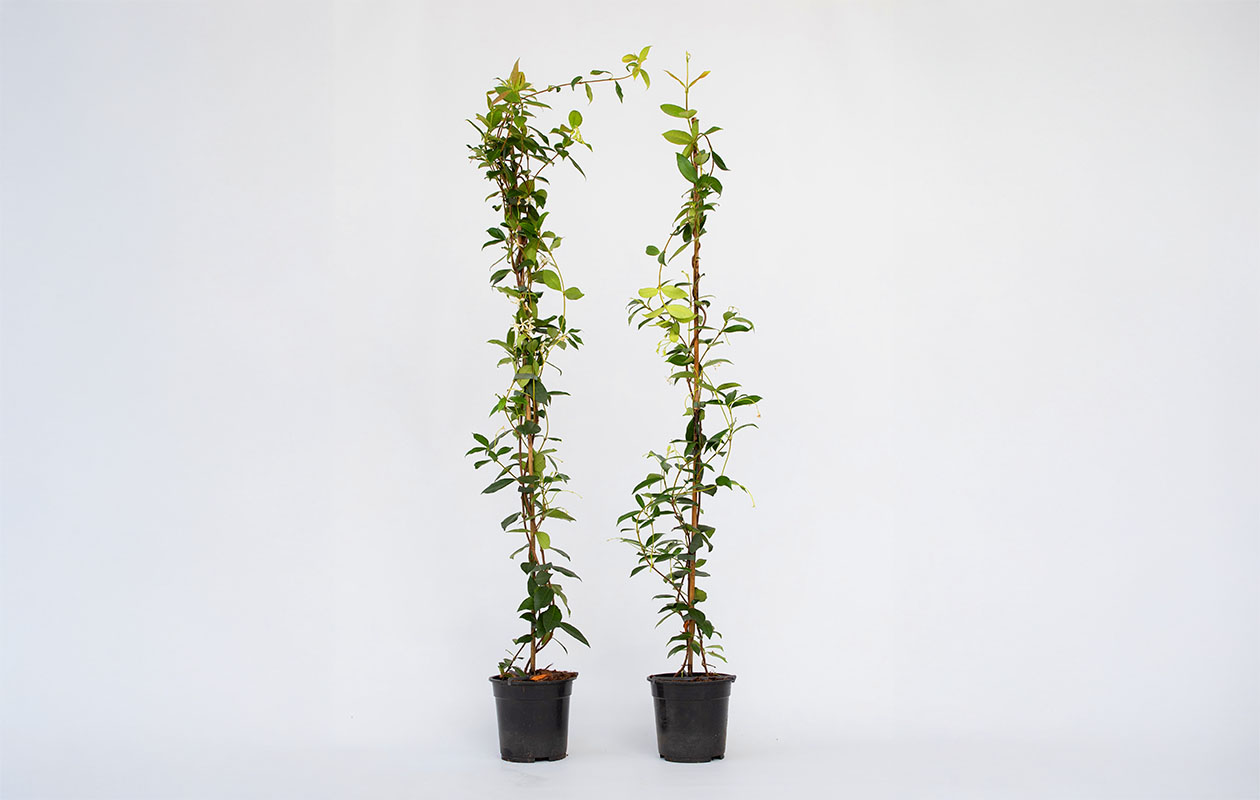  XL Jasmijn op stok 110 - 120 cm - set van 2