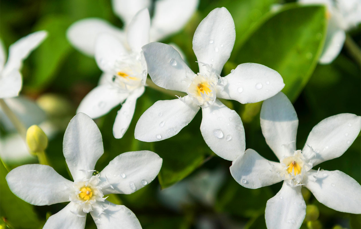  XL Jasmijn op stok 110 - 120 cm - set van 2