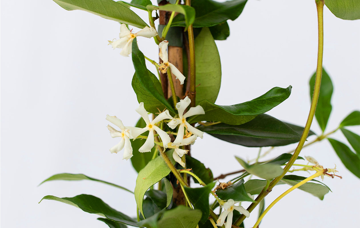  XL Jasmijn op stok 110 - 120 cm - set van 2