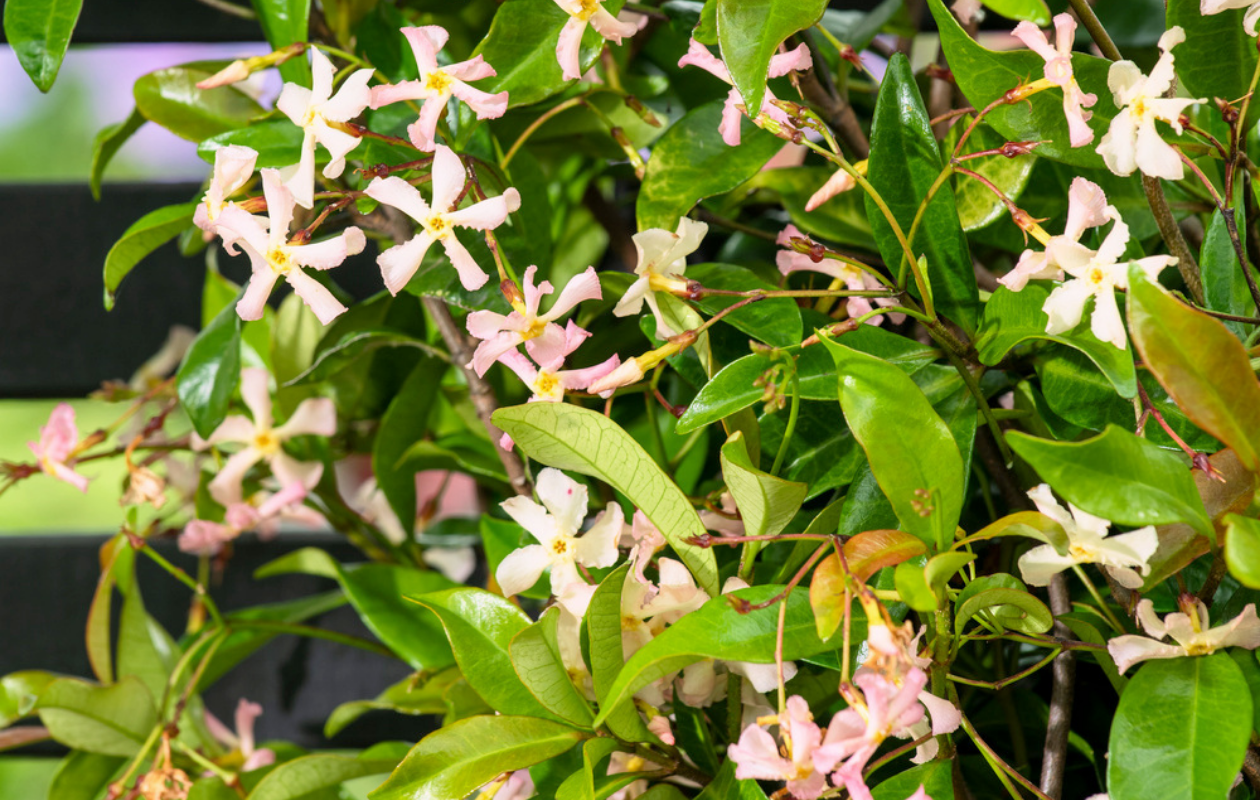 Jasmin étoilé rose - 3 pièces