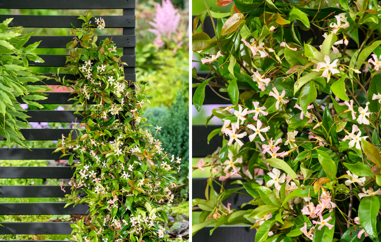 Jasmin étoilé rose - 3 pièces