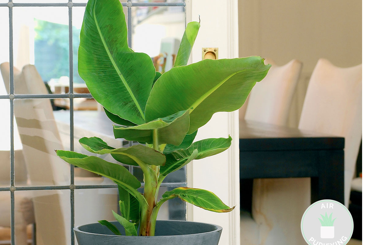 Musa acuminata ‘Tropicana' bananenplant