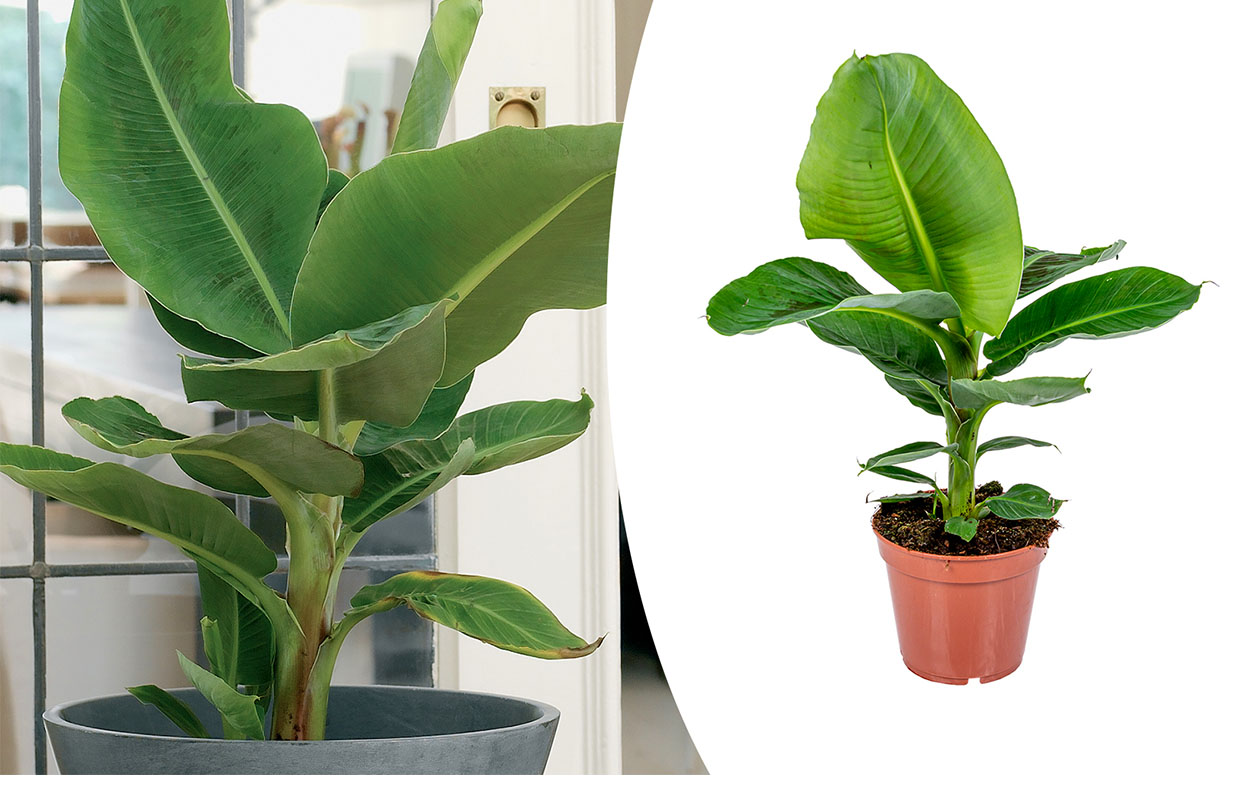 Musa acuminata ‘Tropicana' bananenplant