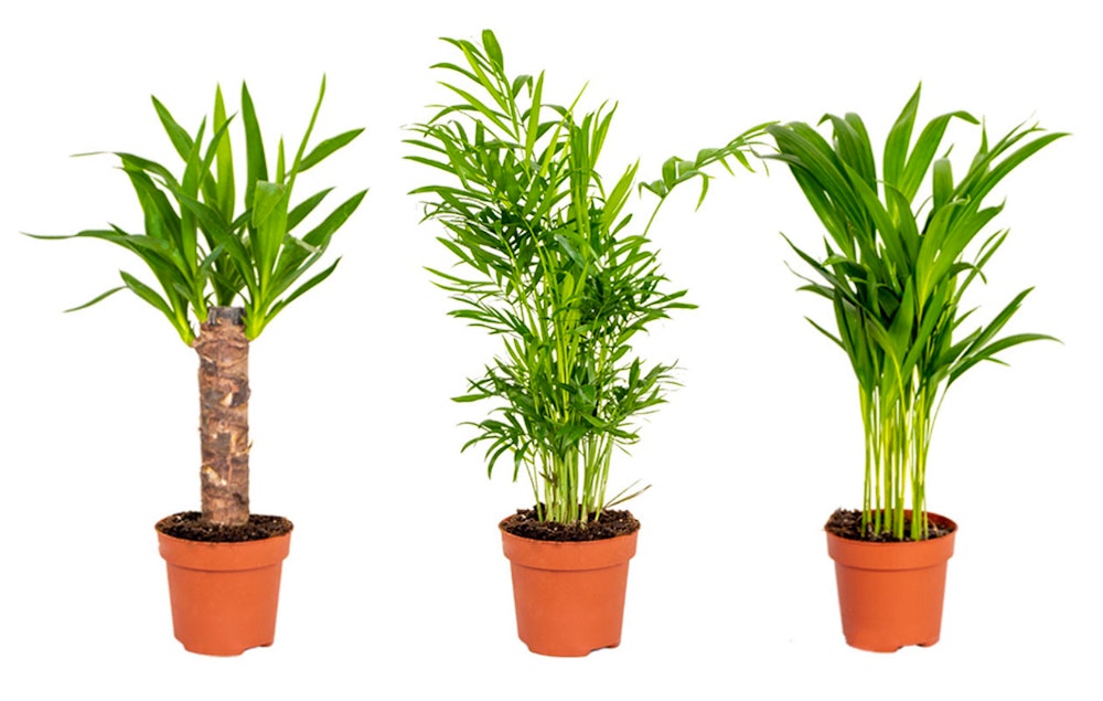 Set van 3 tropische kamerplanten 30 - 40 cm