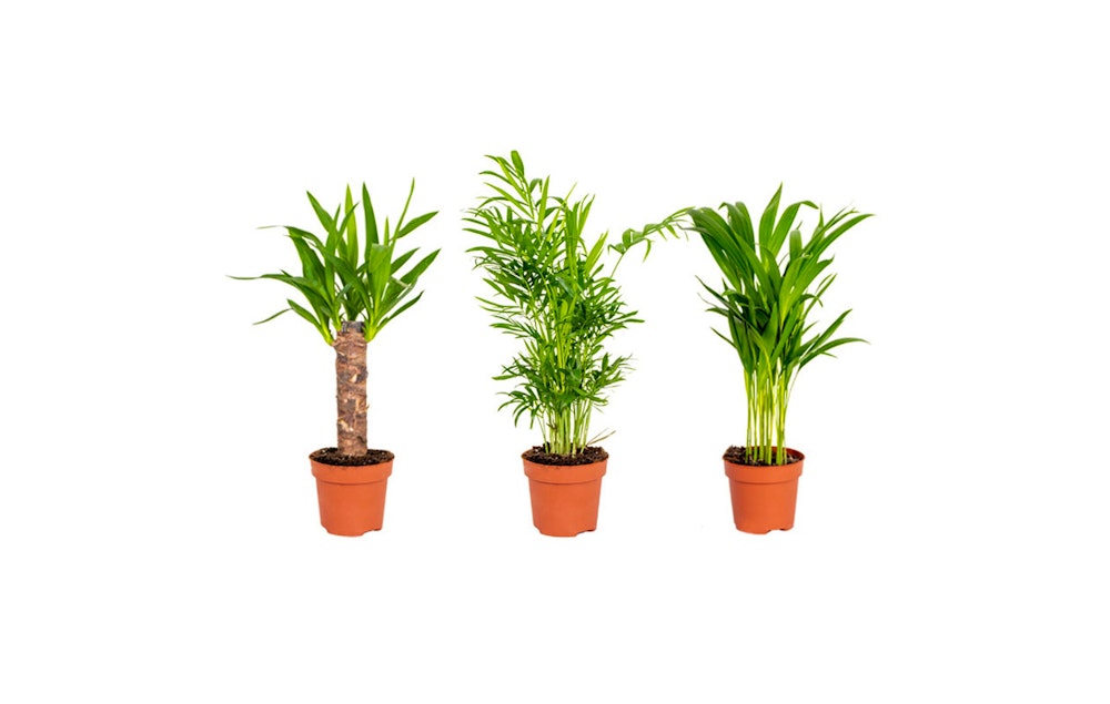  Set van 3 tropische kamerplanten 30 - 40 cm