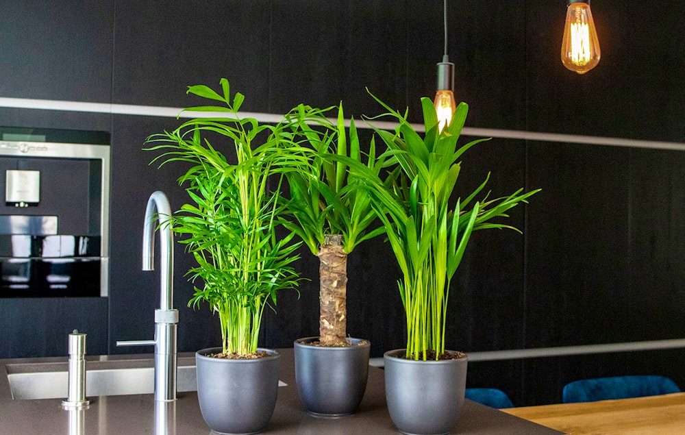  Set van 3 tropische kamerplanten 30 - 40 cm