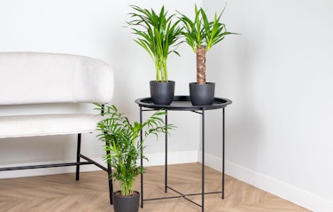  Set van 3 tropische kamerplanten 30 - 40 cm