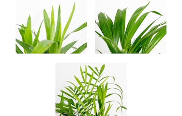  Set van 3 tropische kamerplanten 30 - 40 cm