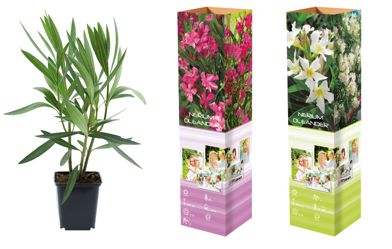 Mélange de lauriers-roses tropicaux – Lot de 4 plantes