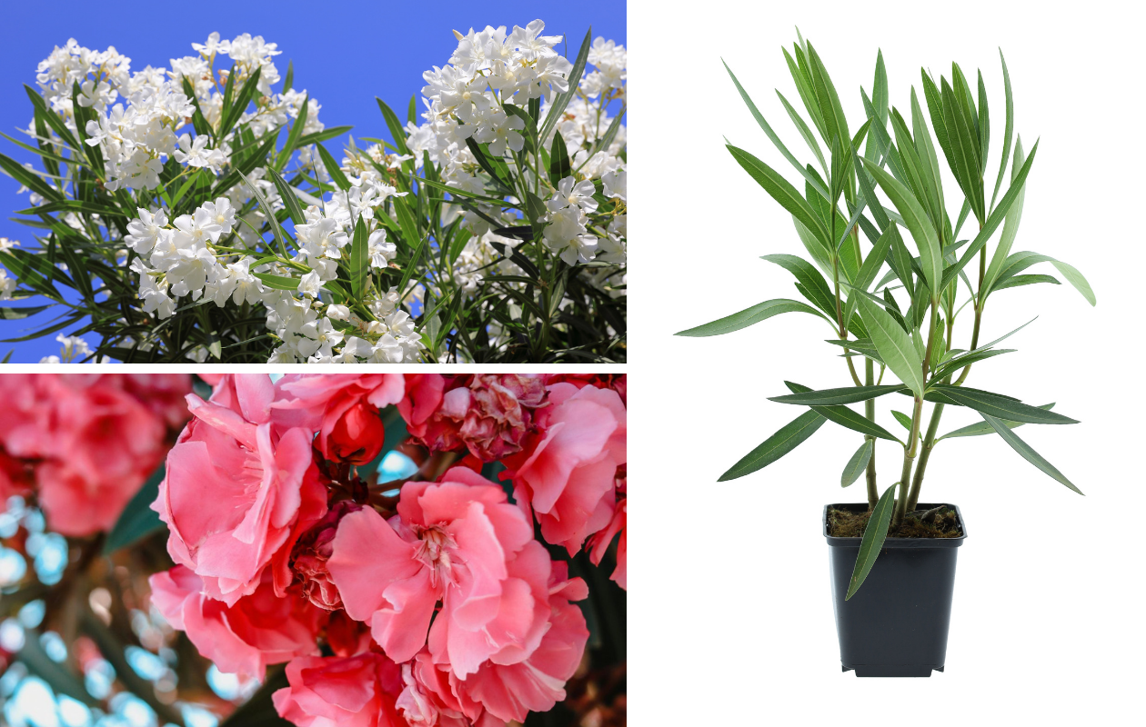 Mélange de lauriers-roses tropicaux – Lot de 4 plantes