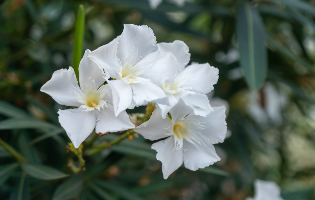 Mélange de lauriers-roses tropicaux – Lot de 4 plantes