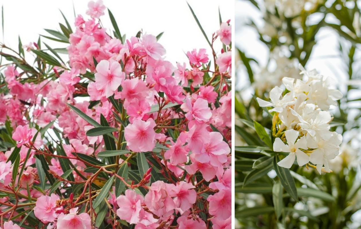 Mélange de lauriers-roses tropicaux – Lot de 4 plantes