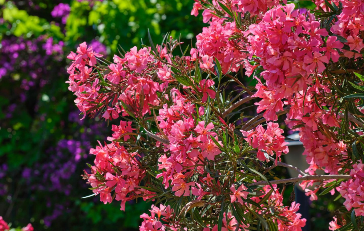 Mélange de lauriers-roses tropicaux – Lot de 4 plantes