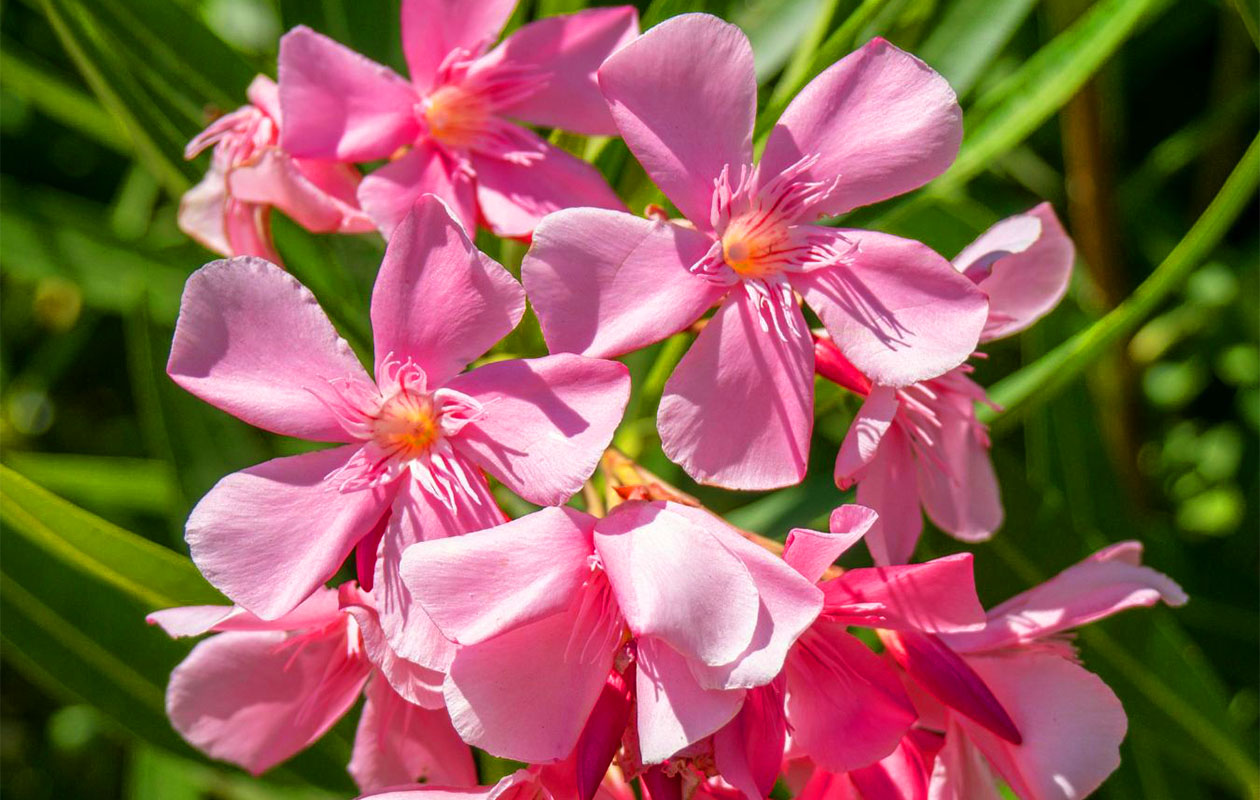 Set van 4 Tropische Oleander planten 25 - 38 cm