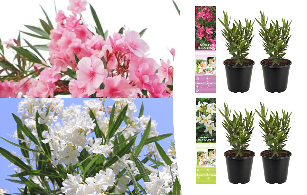Set van 4 Tropische Oleander planten 25 - 38 cm