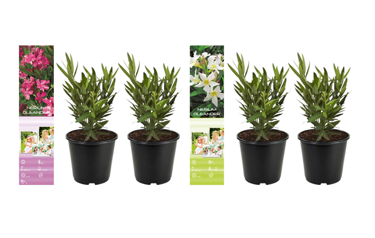 Set van 4 Tropische Oleander planten 25 - 38 cm