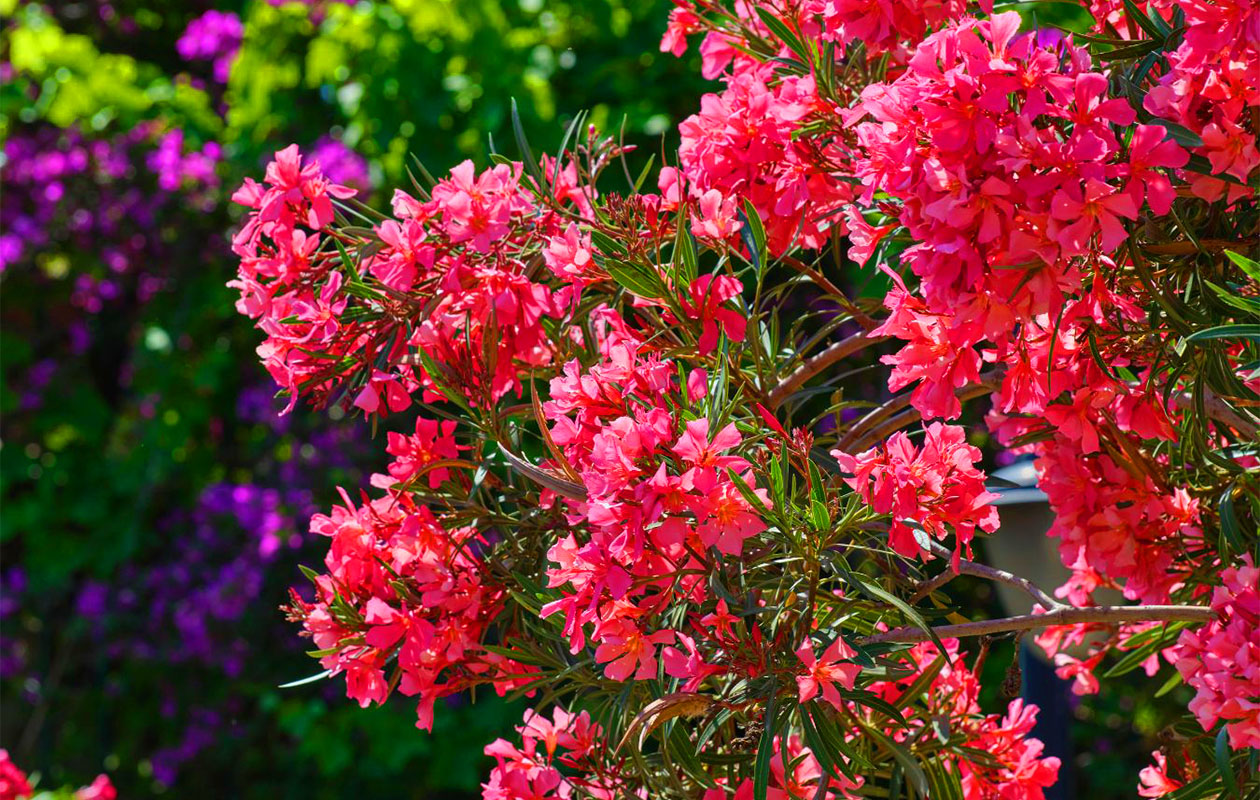 Set van 4 Tropische Oleander planten 25 - 38 cm