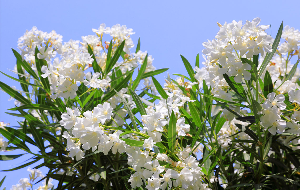 Set van 4 Tropische Oleander planten 25 - 38 cm