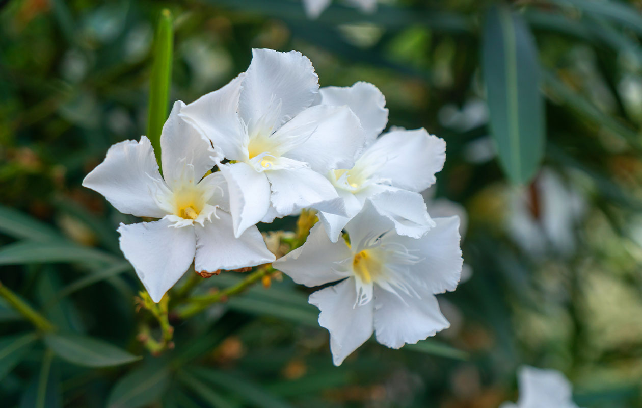 Set van 4 Tropische Oleander planten 25 - 38 cm