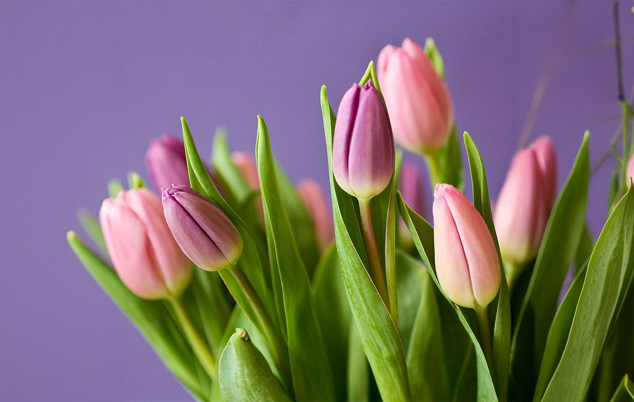 Tulipes par la poste – 10 pièces en différentes couleurs