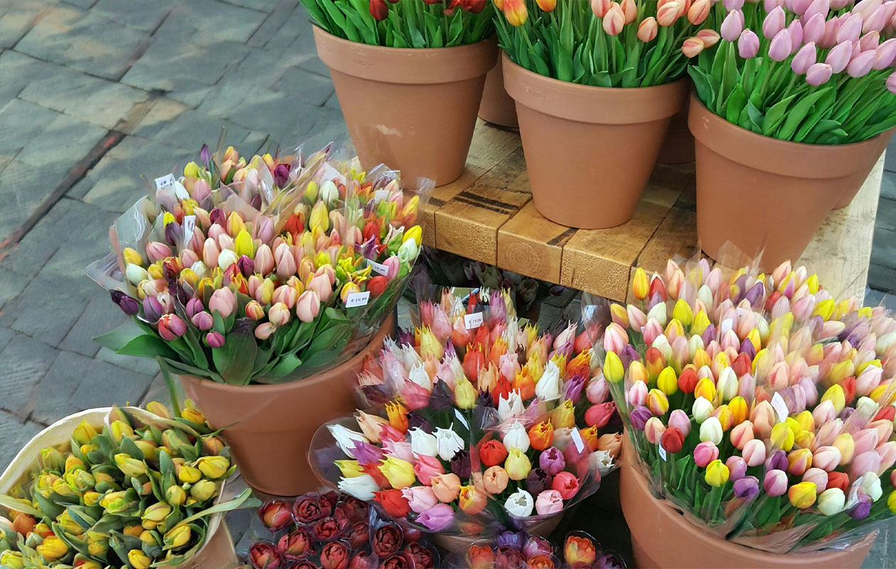 Tulipes par la poste – 10 pièces en différentes couleurs