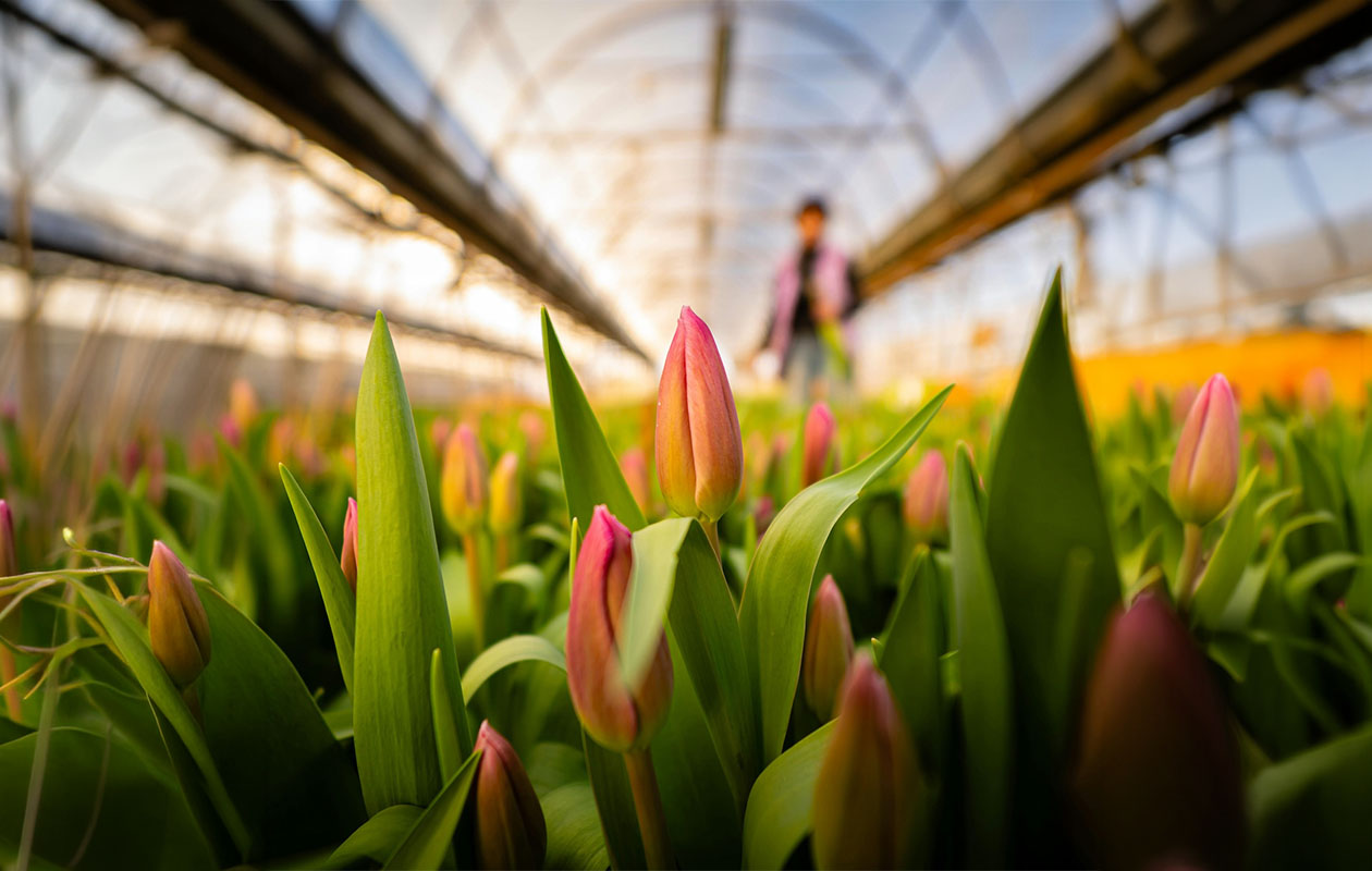 Tulipes par la poste – 10 pièces en différentes couleurs