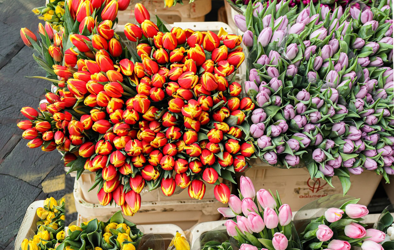 Tulipes par la poste – 10 pièces en différentes couleurs