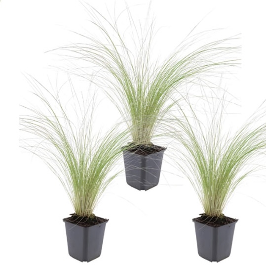 Vedergras plantenset | Win met korting | VakantieVeilingen