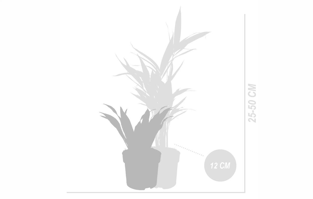Boîte surprise - assortiment de 6 plantes