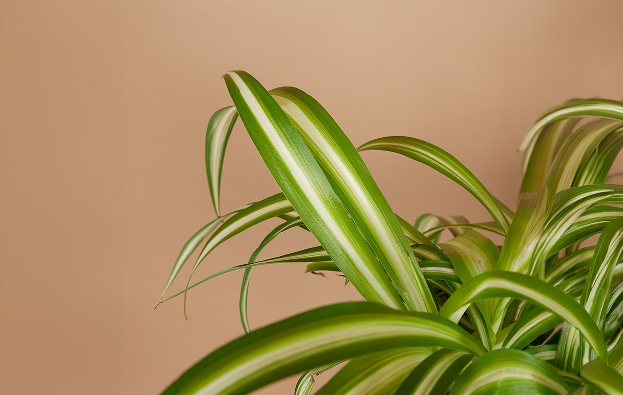 Boîte surprise - assortiment de 6 plantes