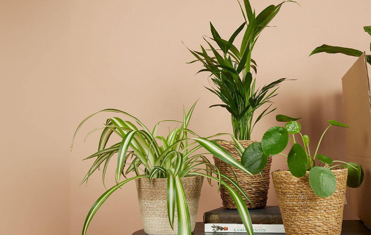 Boîte surprise - assortiment de 6 plantes