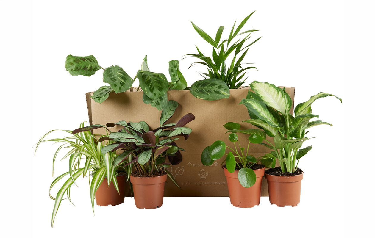 Boîte surprise - assortiment de 6 plantes