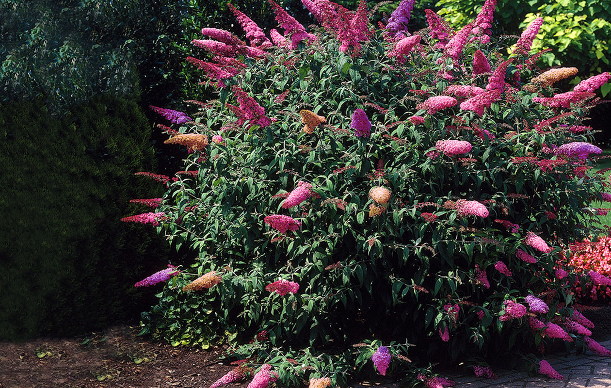 Set van 3 Vlinderstruiken Buddleja (20 - 30 cm)