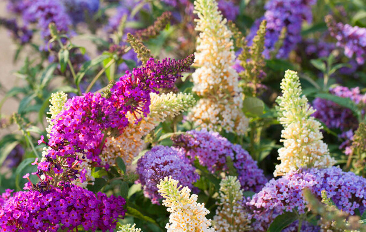 Set van 3 Vlinderstruiken Buddleja (20 - 30 cm)