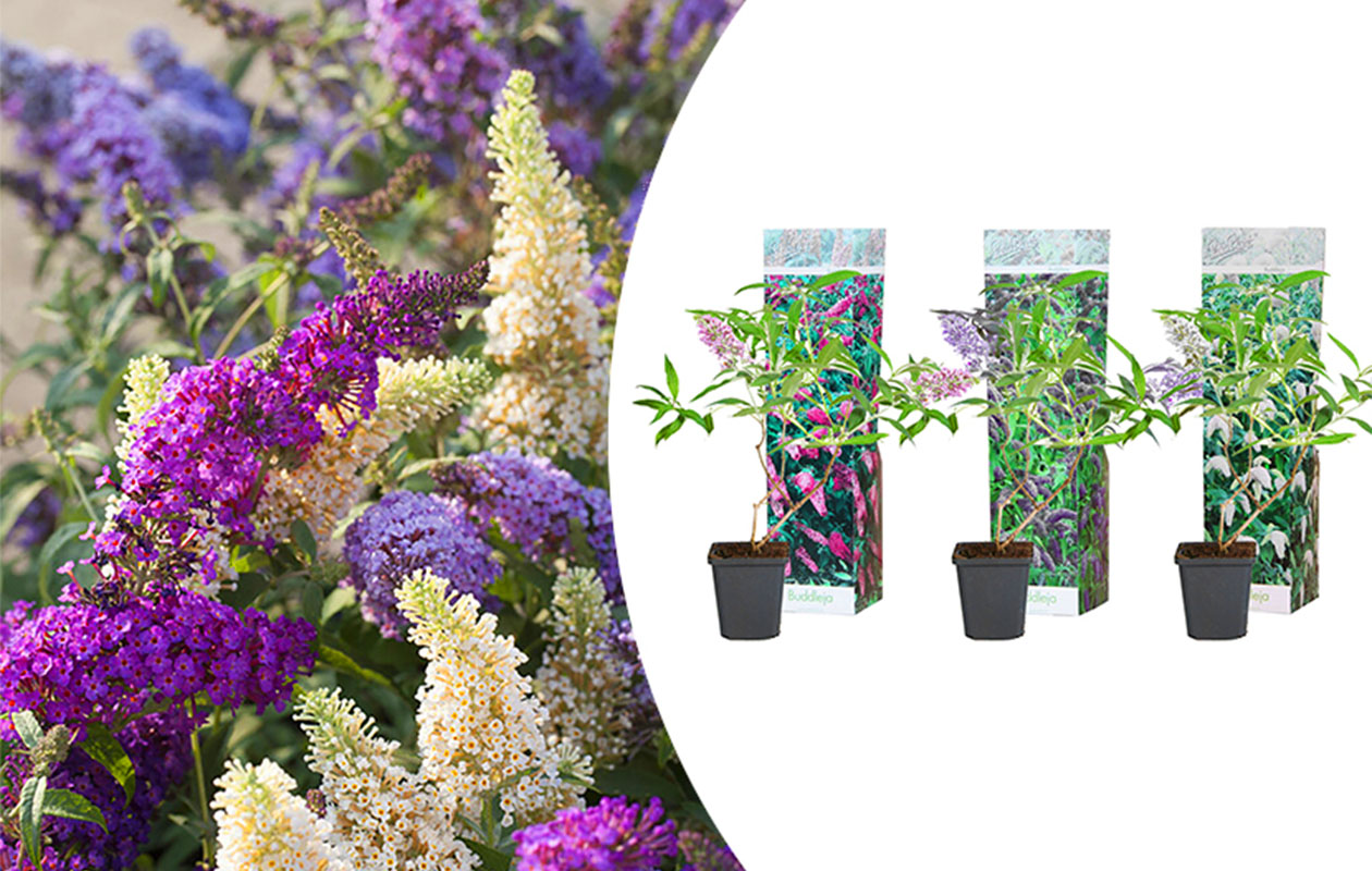 Set van 3 Vlinderstruiken Buddleja (20 - 30 cm)