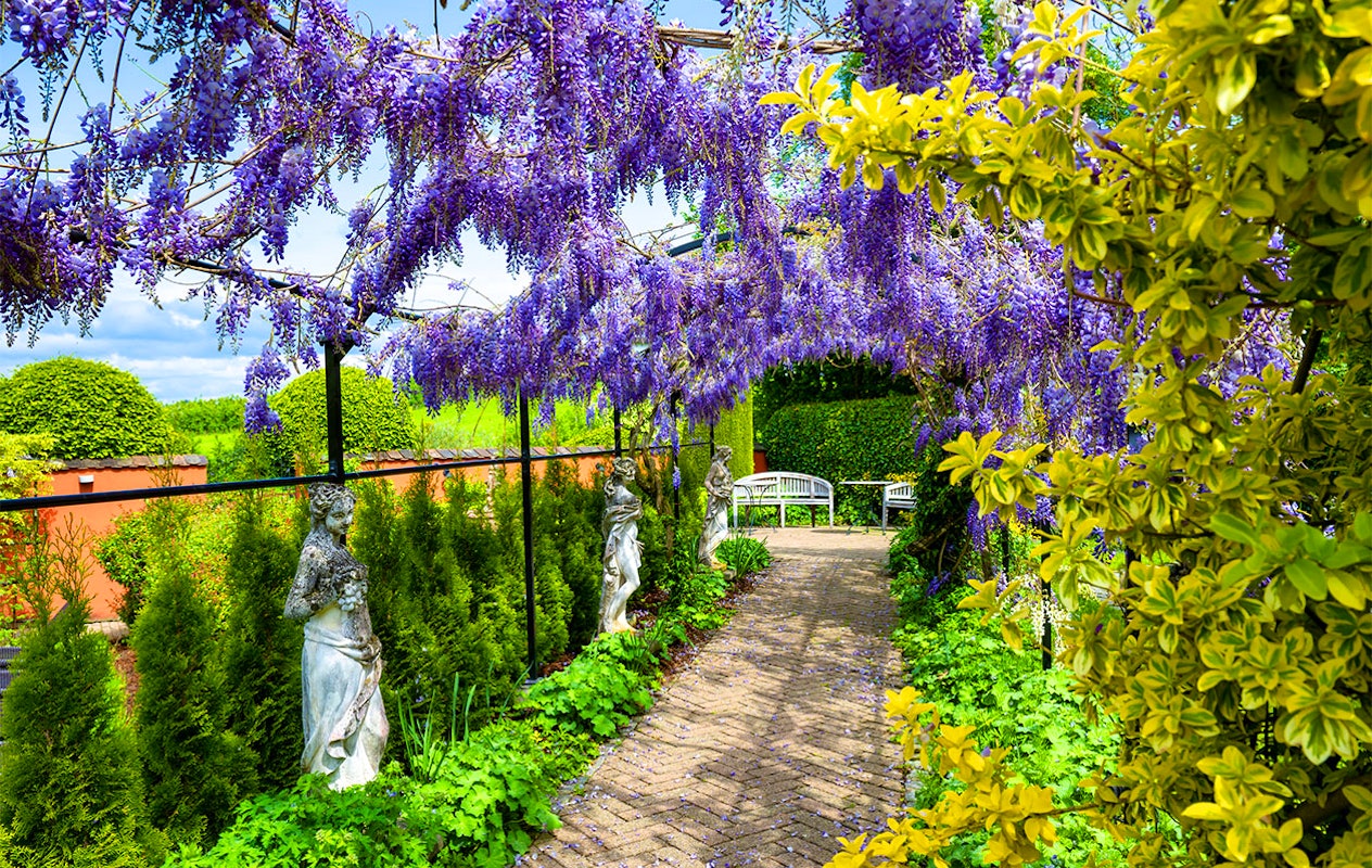 Set van 3 Wisteria Glycine blauwe regenplanten (30 - 38 cm)