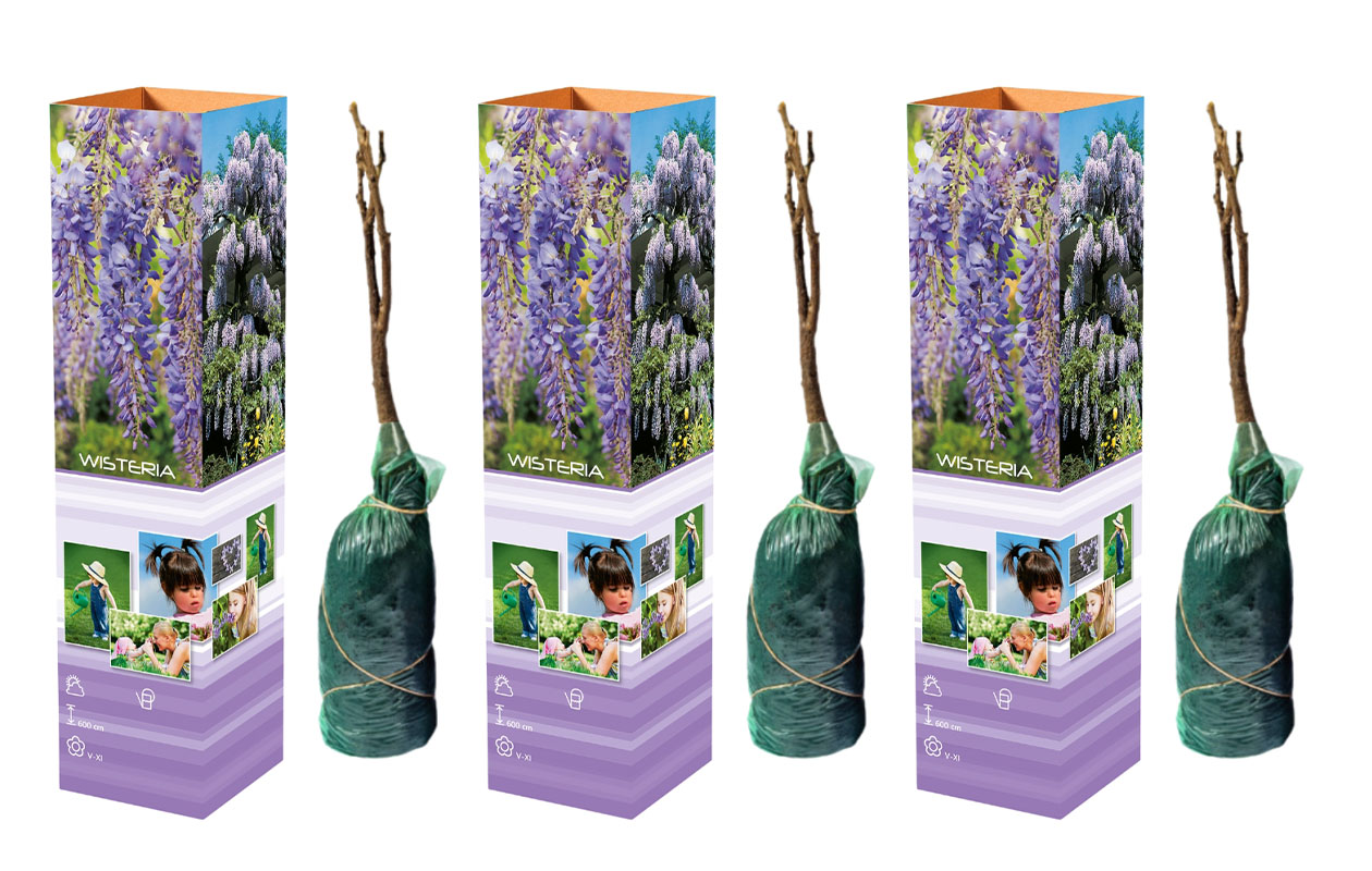 Set van 3 Wisteria Glycine blauwe regenplanten (30 - 38 cm)